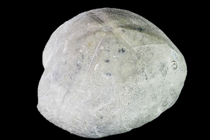 Cretaceous Echinoid (Gibbaster) Fossil - Germany #156361